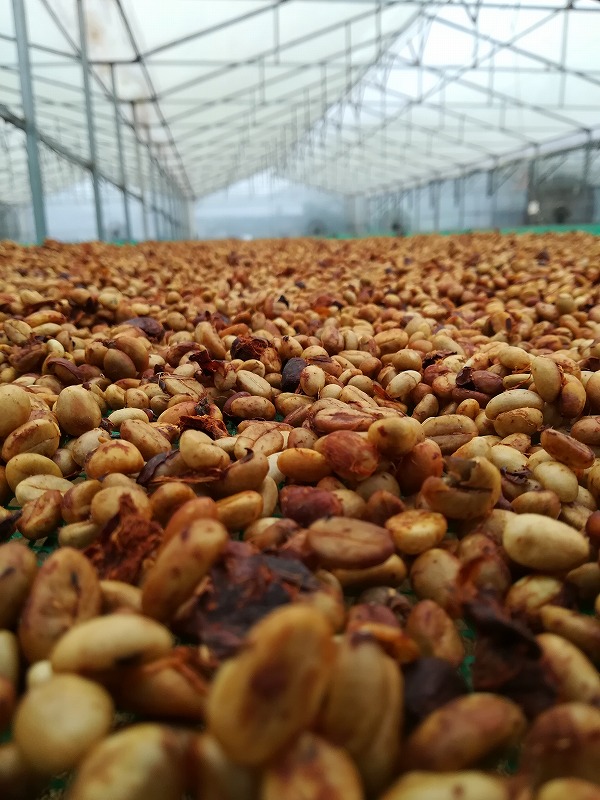 Futur farmで乾燥中のコーヒー豆その2