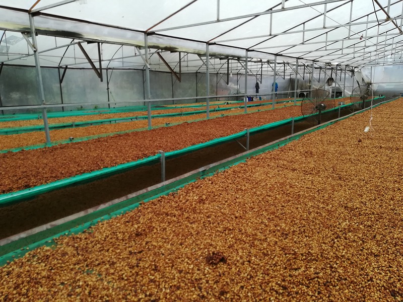 Futur farmで乾燥中のコーヒー豆